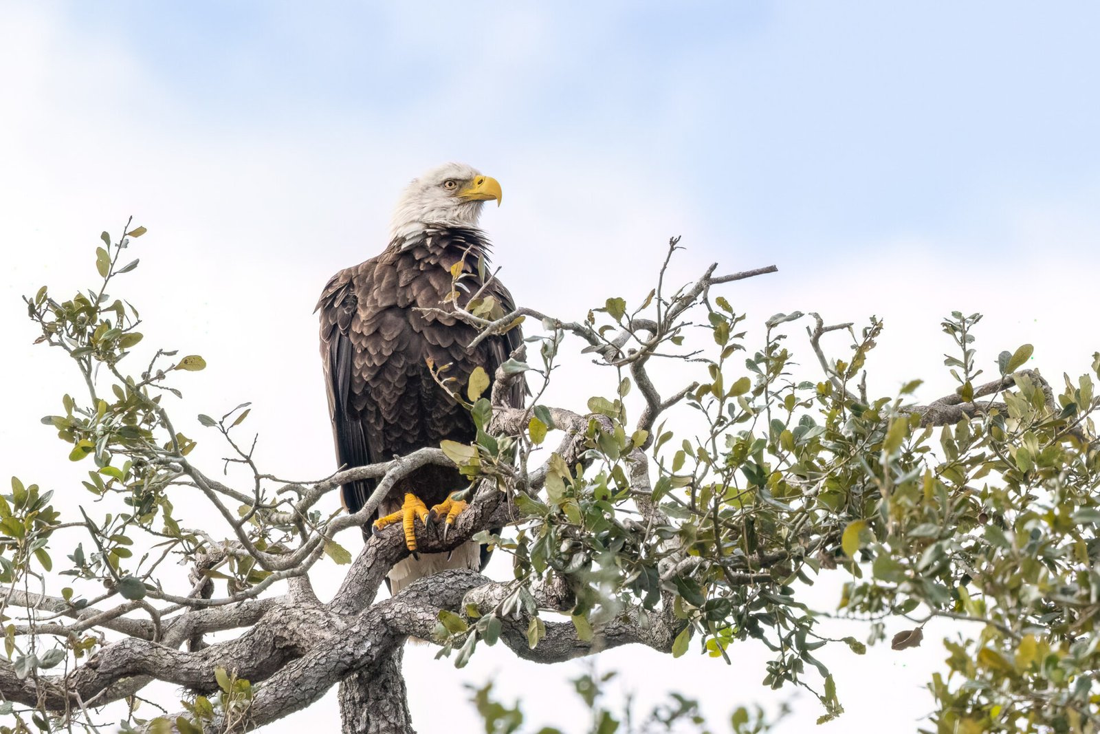 Female Bald Eagle Perched At Top Of Tree