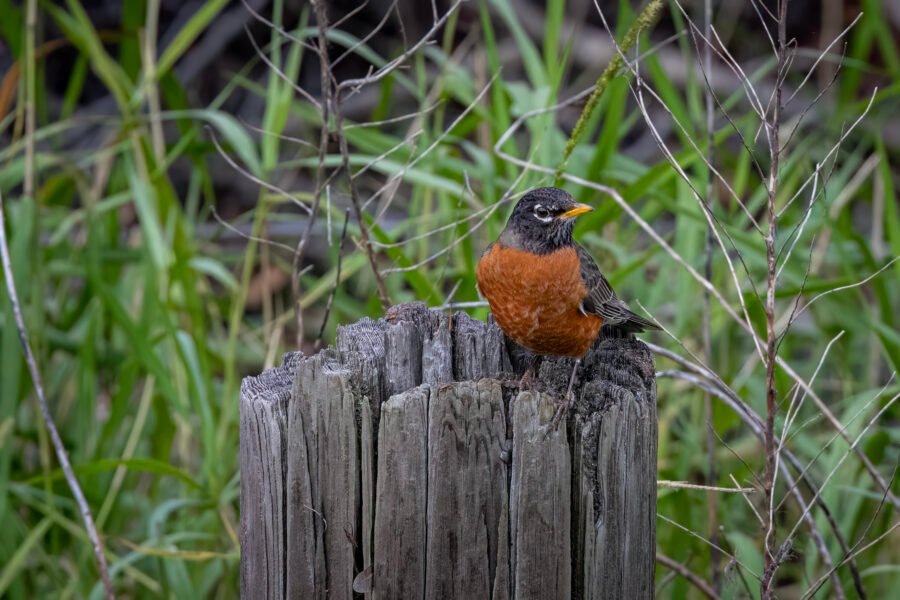 Robin Rests On Stump