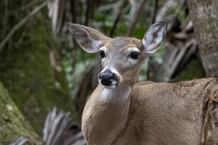 Whitetail Deer Doe Peers Around Tree