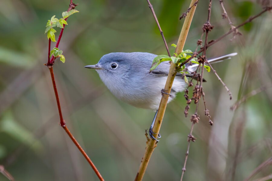 Blue Gray Gnatcatcher Resting For Moment