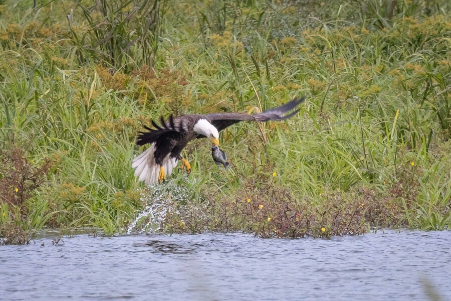Bald Eagle Picks Up Small Crappie