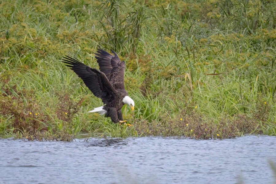 Bald Eagle Reaches For Fish