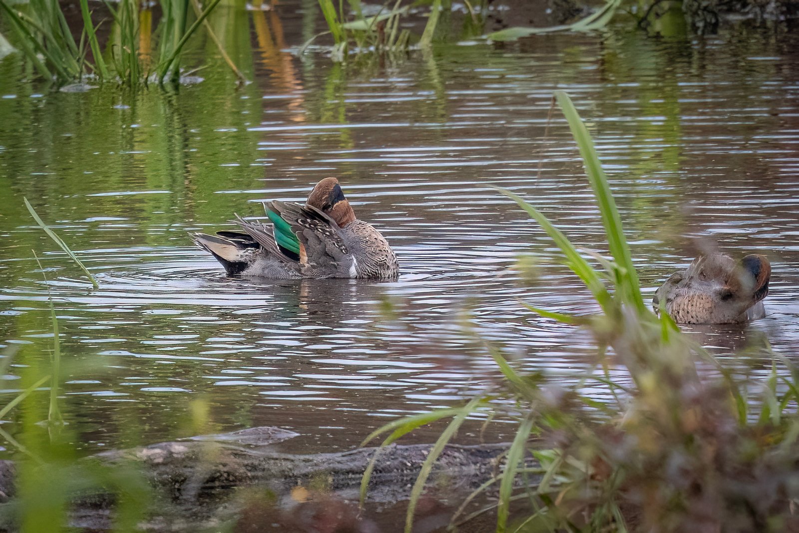 Green Winged Teal Preening In Morning