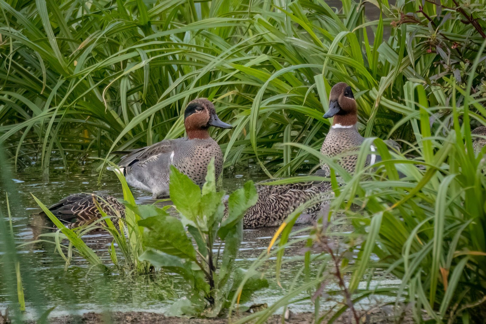Two Alert Male Green Winged Teal