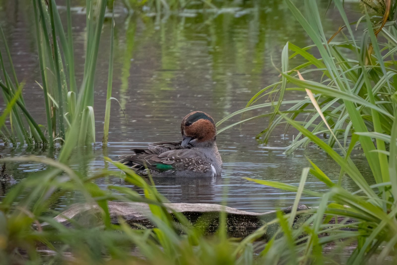 Green Winged Teal Preens Back Feathers