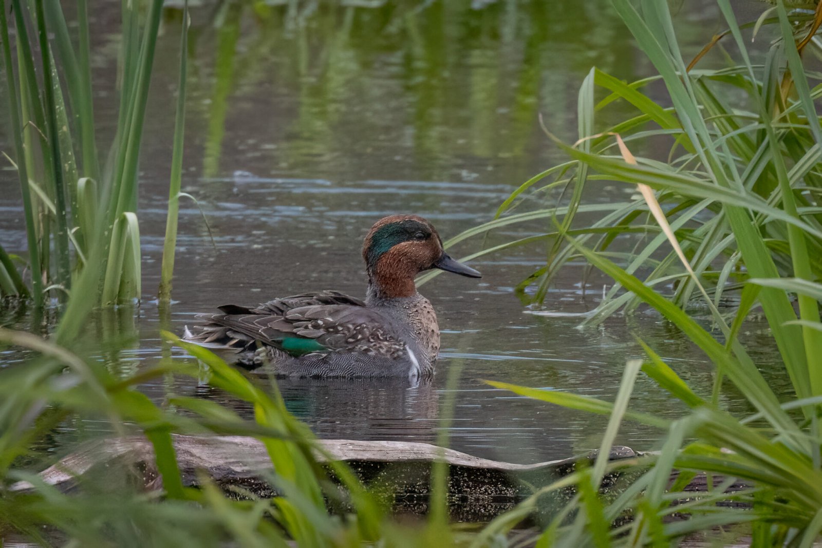 Green Winged Teal Swimming Through Reeds