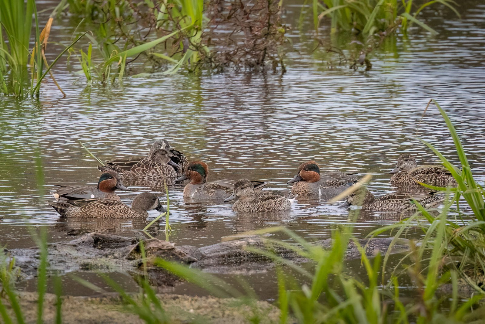 Group Of Green Winged And Blue Winged Teal