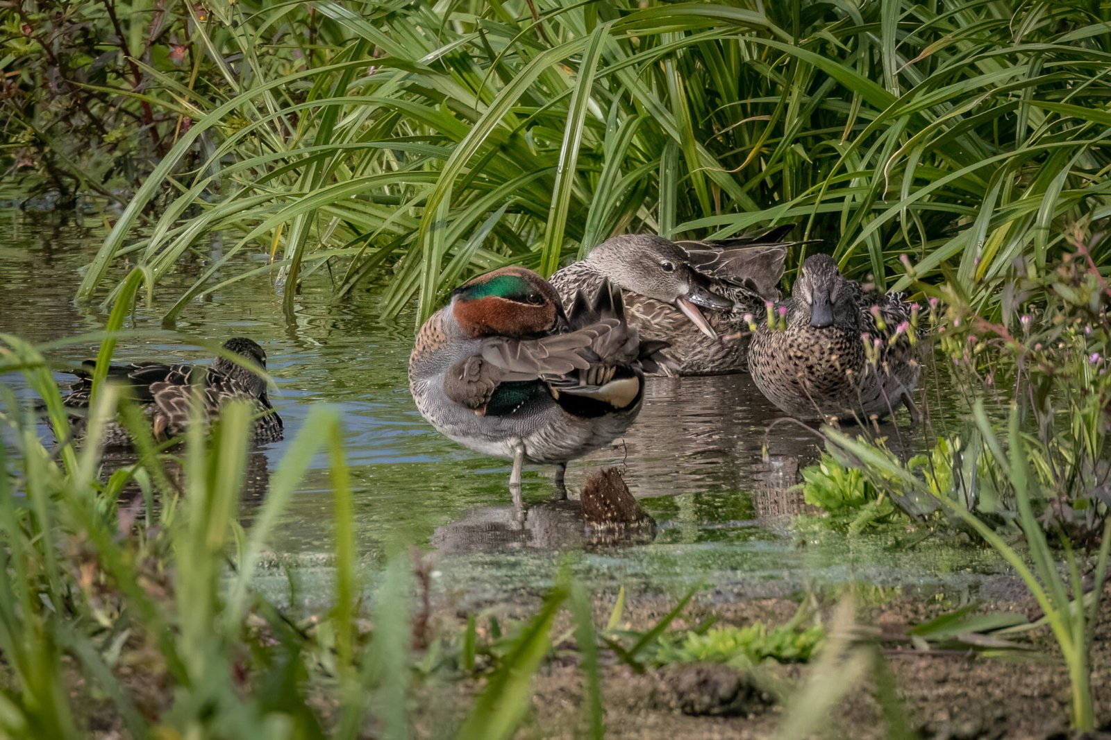 Group Of Green Winged Teal Preening And Resting