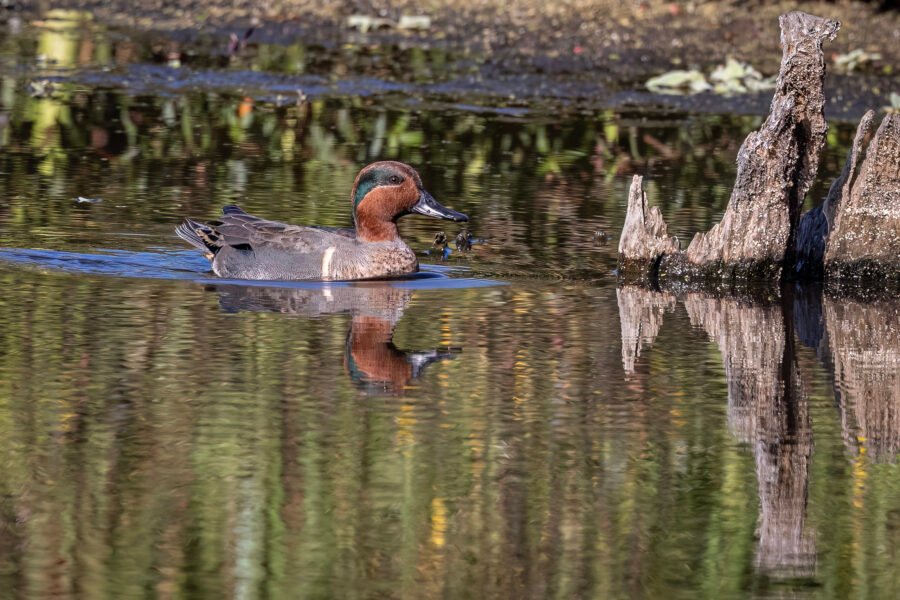 Green Winged Teal Male Swimming Toward Cypress Stump