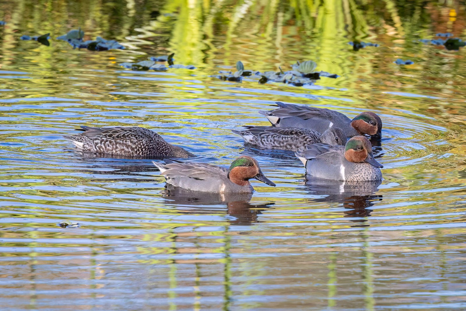 Group Of Green Winged Teal Feeding In Shallow Pond