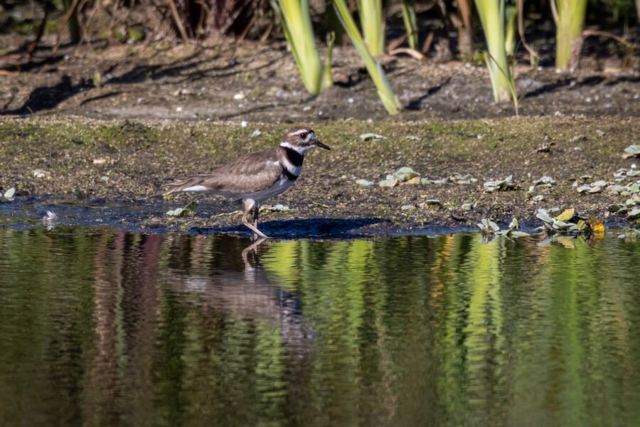 Killdeer Walking Along Shoreline