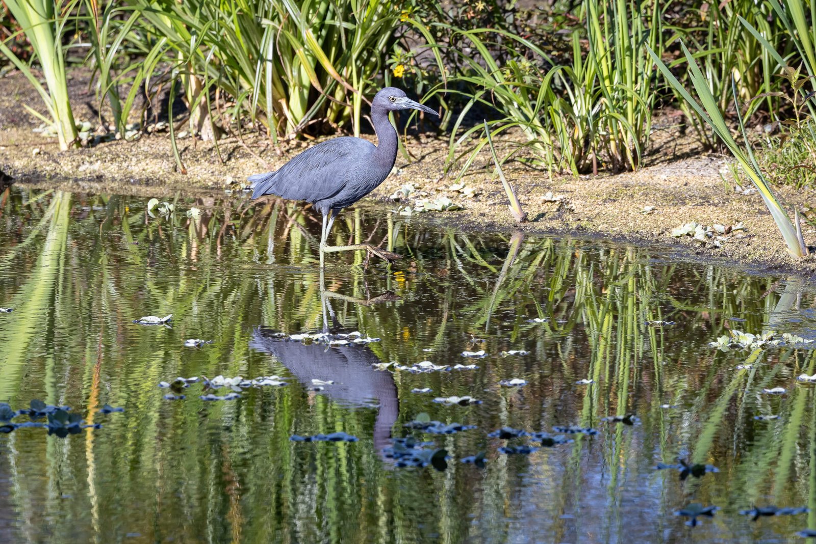 Little Blue Heron Walking Along The Shoreline