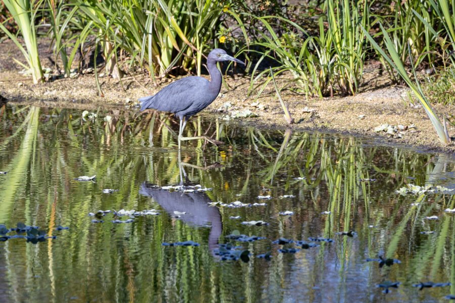 Little Blue Heron Walking Along The Shoreline