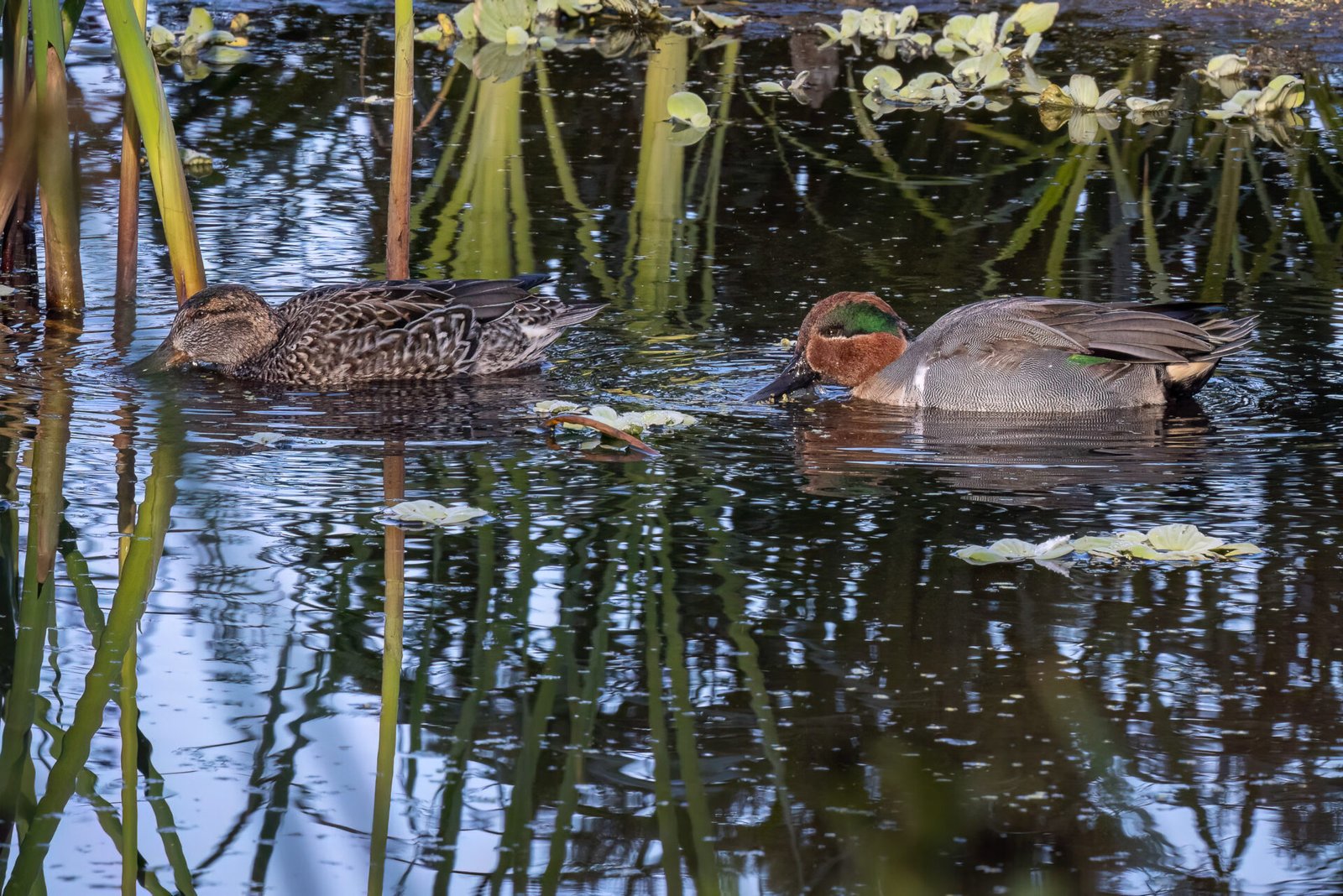 Male And Female Green Winged Teal Feeding On Duck Weed