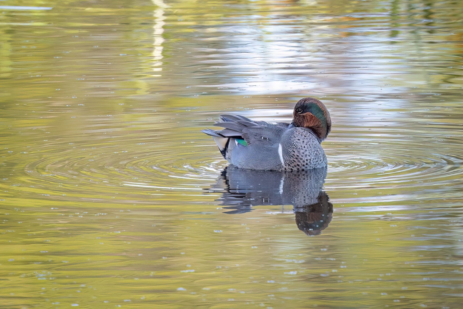 Male Green Winged Teal Reaches Back To Preen Feathers