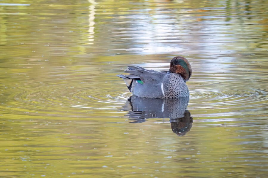 Male Green Winged Teal Reaches Back To Preen Feathers