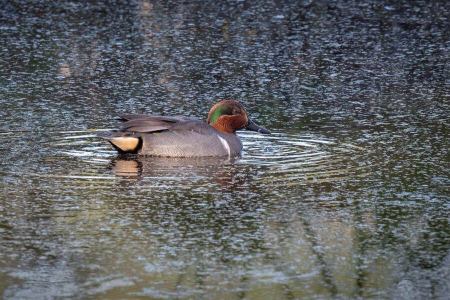 Male Green Winged Teal Resting In Quiet Pond