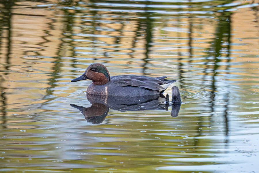 Male Green Winged Teal Resting Next To Cypress Nub