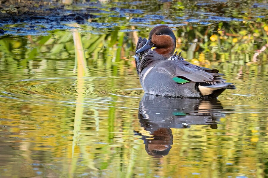 Male Green Winged Teal Stretches In Morning