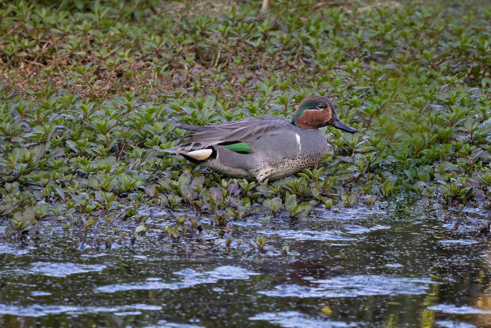 Male Green Winged Teal Walking Along Weedy Shoreline