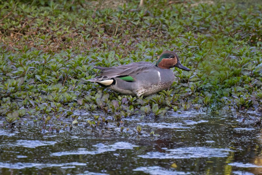Male Green Winged Teal Walking Along Weedy Shoreline