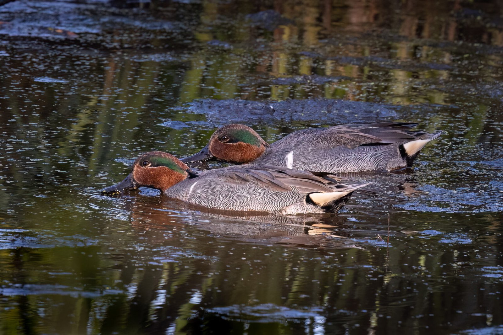 Pair Of Male Green Winged Teal Feeding On Duck Weed