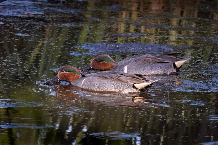 Pair Of Male Green Winged Teal Feeding On Duck Weed