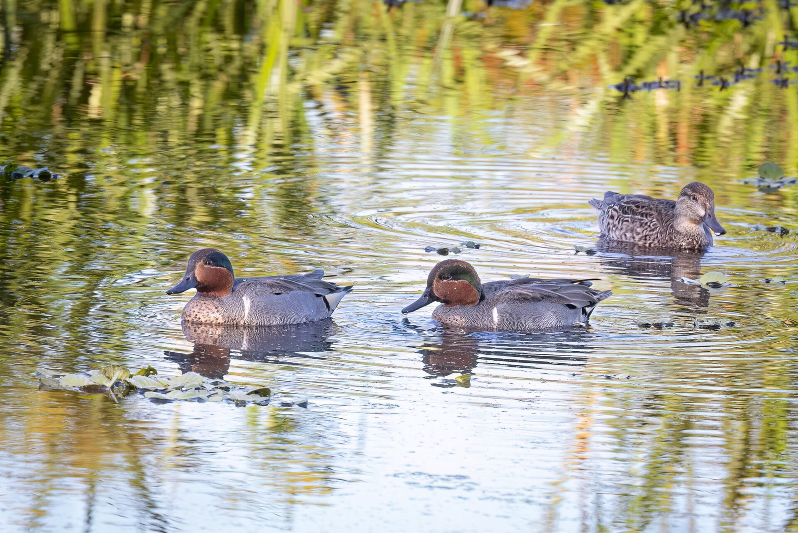 Pair Of Male Green Winged Teal With Female In Shallow Pond