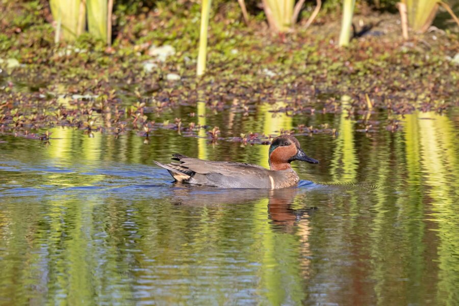 Male Green Winged Teal Swimming Along Edge Of Weeds In Sun