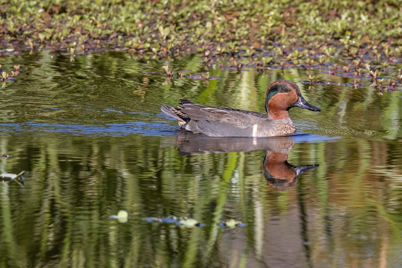 Male Green Winged Teal Swimming Along Edge Of Weeds With Reflection