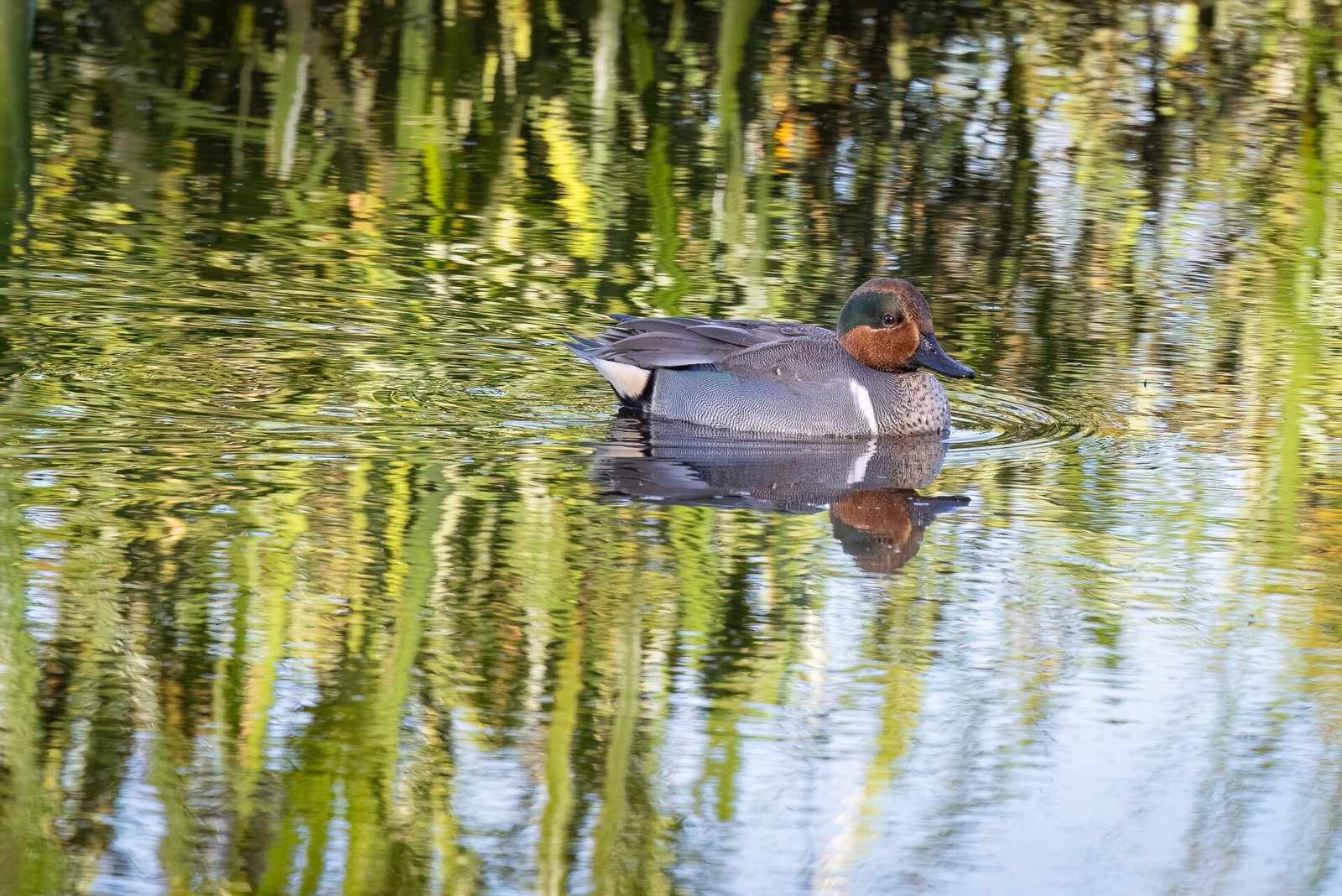 Male Green Winged Teal Swimming Slowly In Small Pond