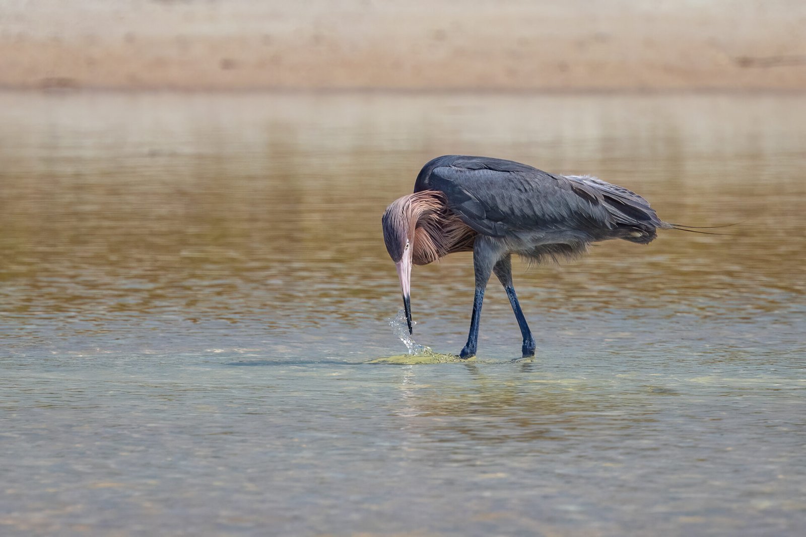 Reddish Egret Snatching Small Fish