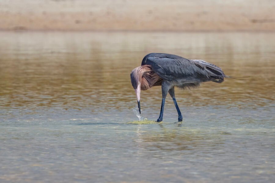 Reddish Egret Snatching Small Fish