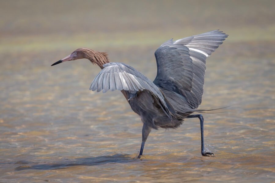 Reddish Egret Chasing Fish With Wings Flared