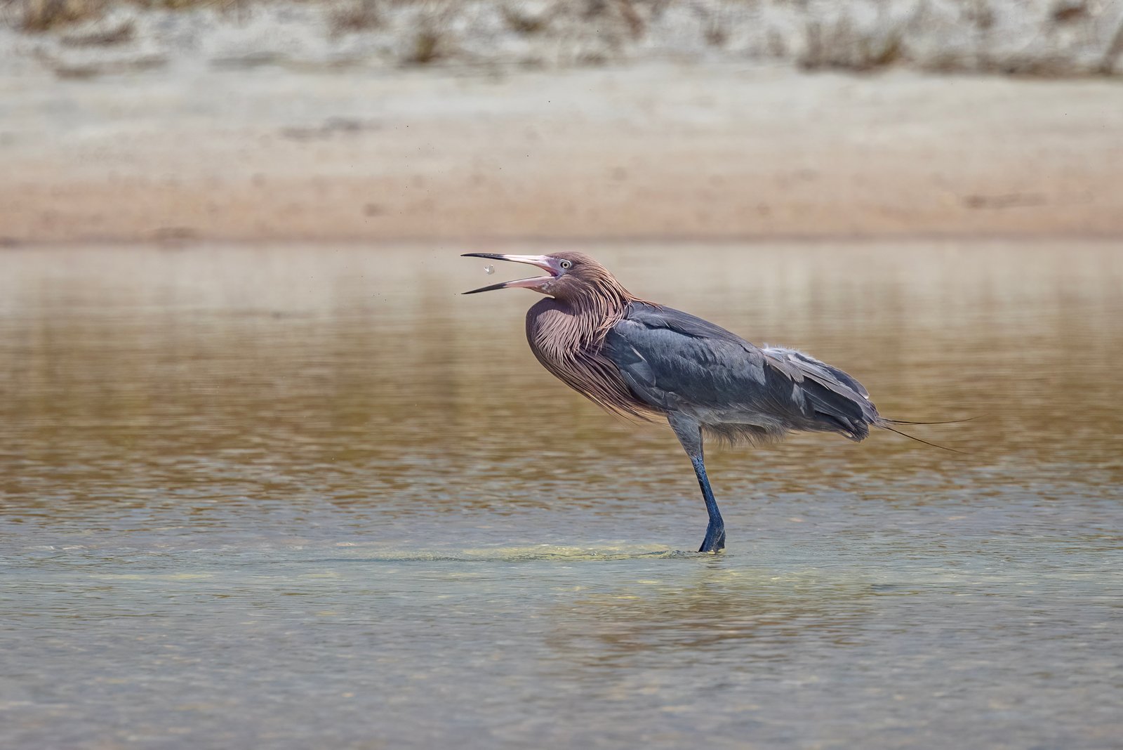 Reddish Egret Flipping Small Fish