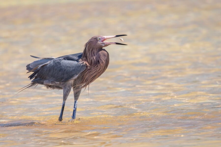 Reddish Egret Ready To Swallow Small Fish