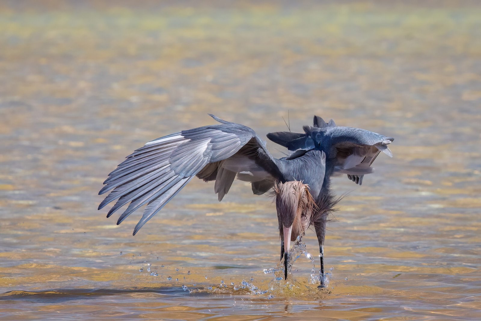 Reddish Egret Striking Water For Fish