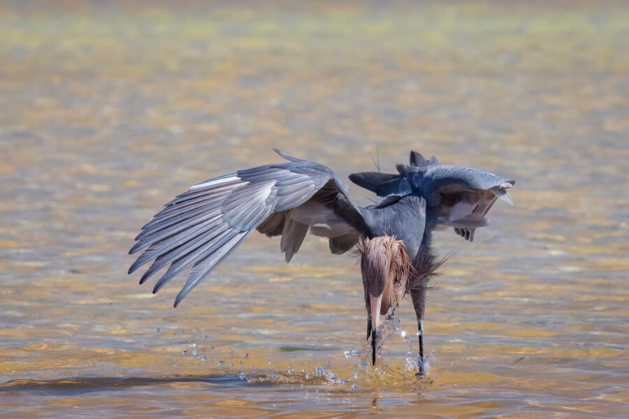 Reddish Egret Striking Water For Fish