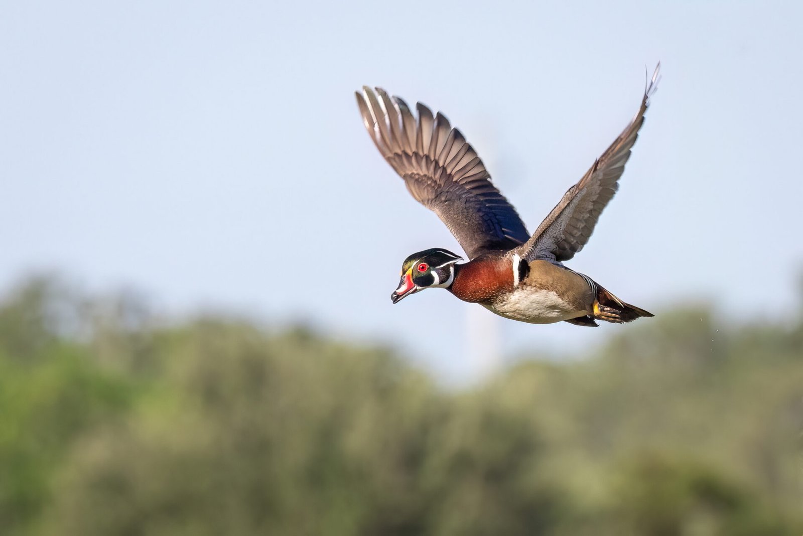Wood Duck Male Flies By