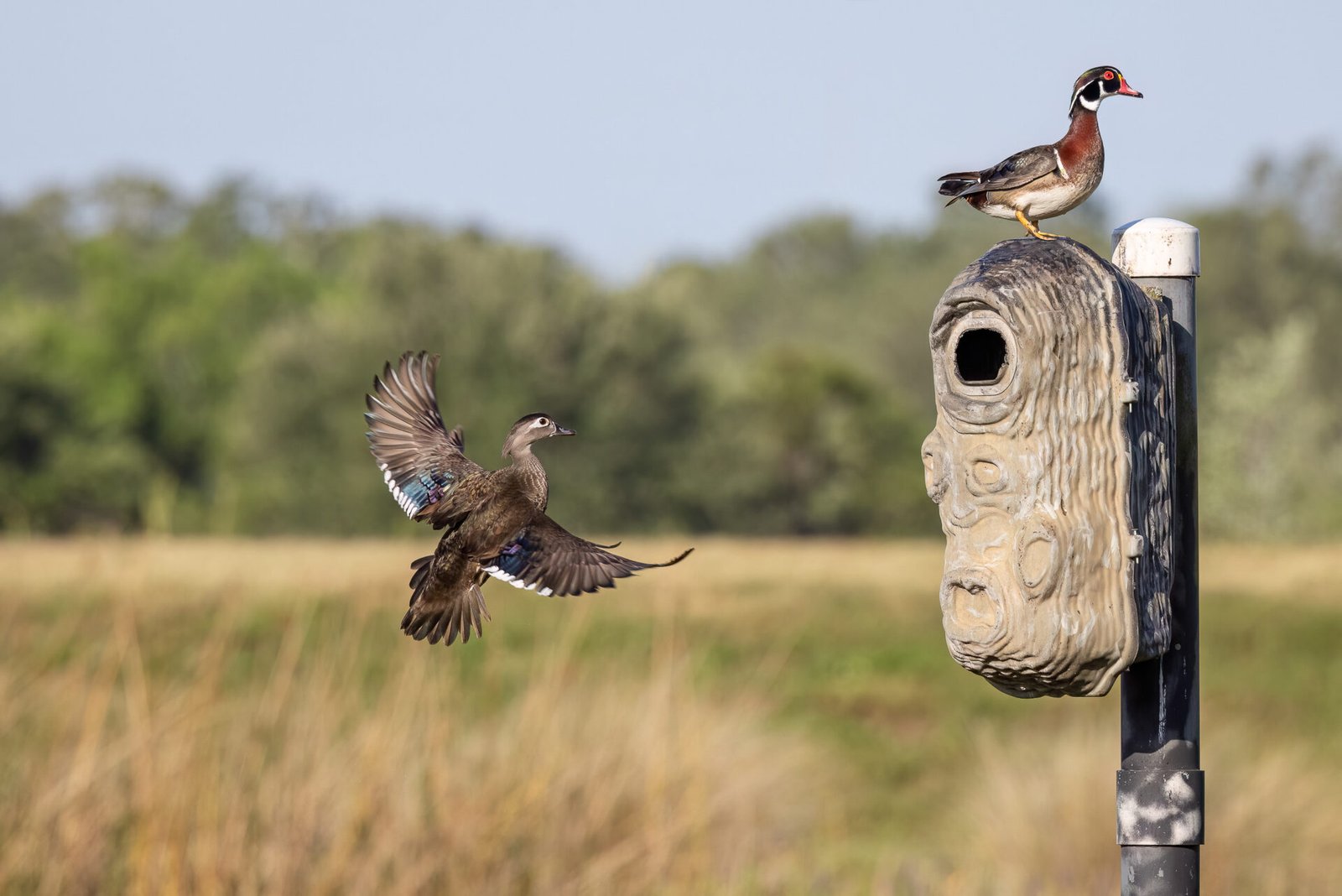 Female Wood Duck Comes In For Landing