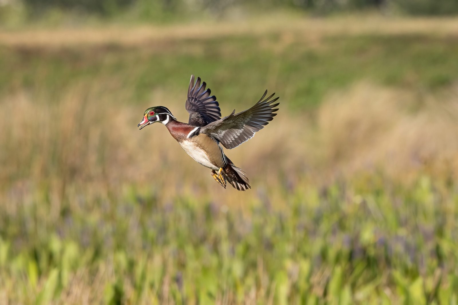 Male Wood Duck About To Land In Reeds