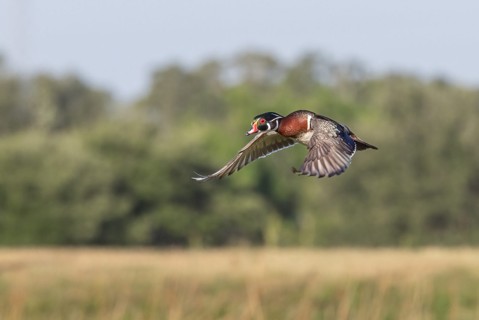 Male Wood Duck Flies Off To Find His Mate