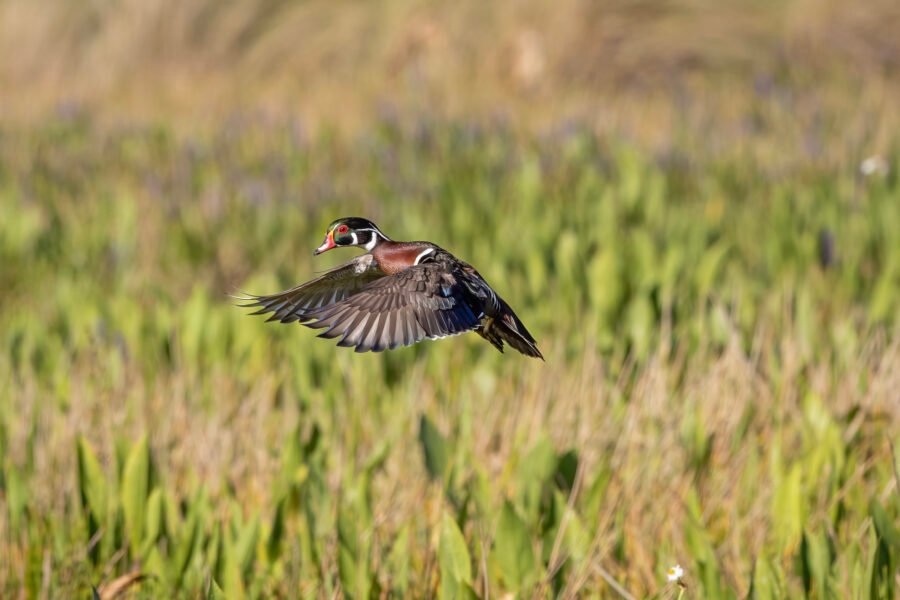 Wood Duck Male Gets Ready To Land