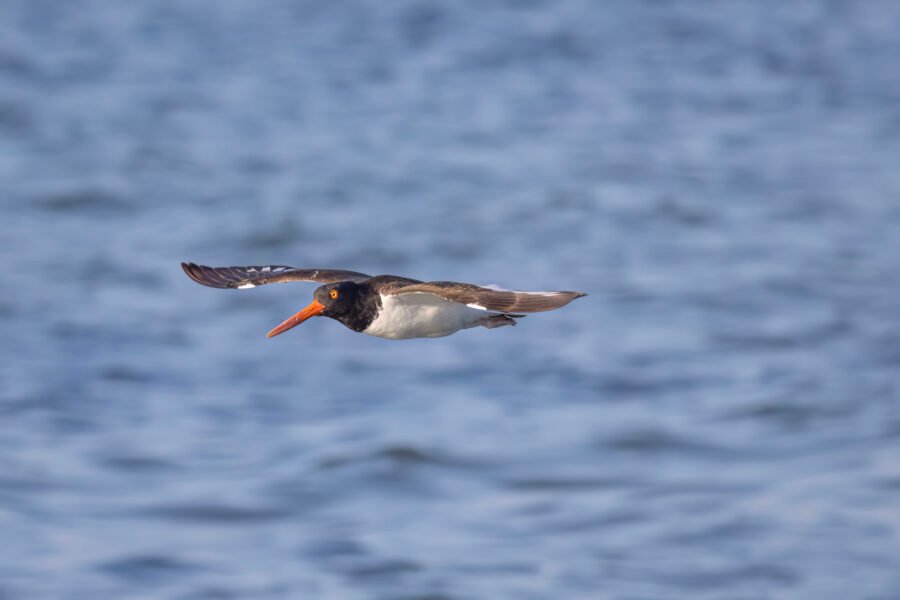 American Oystercatcher Flies Over The Water