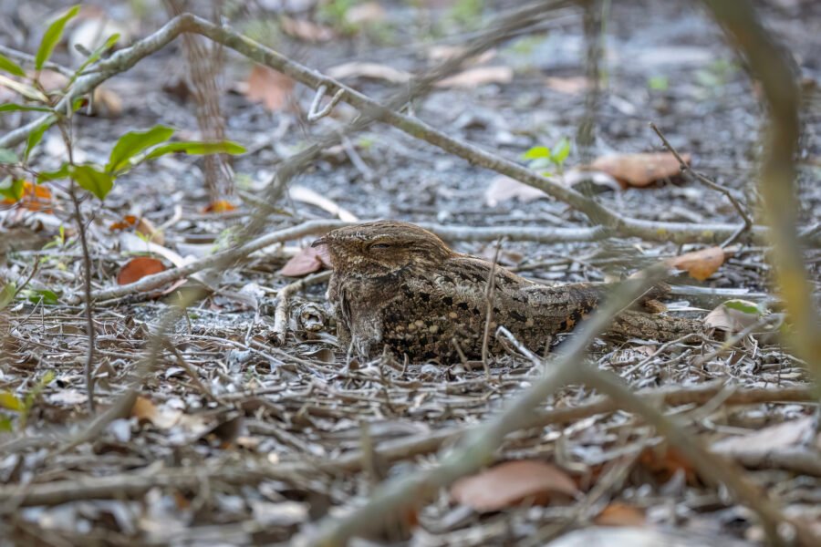 Chuck Wills Widow Resting On Nest