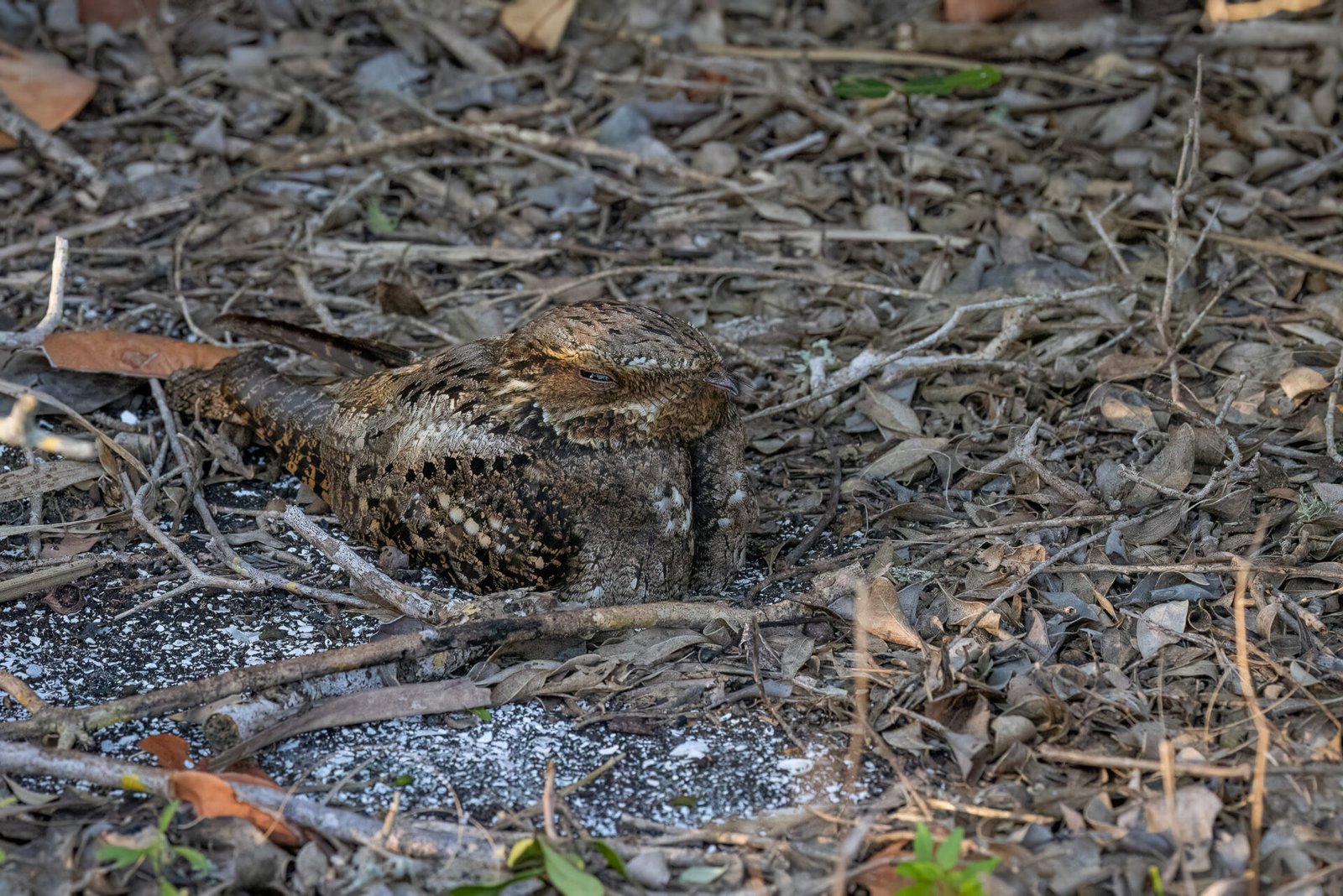 Chuck Wills Widow Sitting On Nest