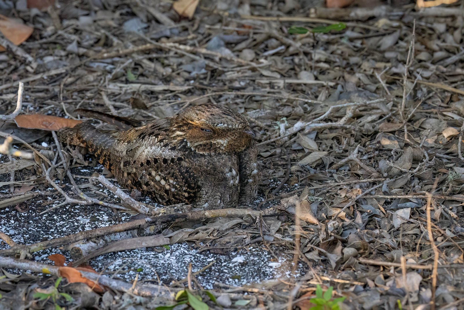 Chuck Wills Widow Sitting On Nest