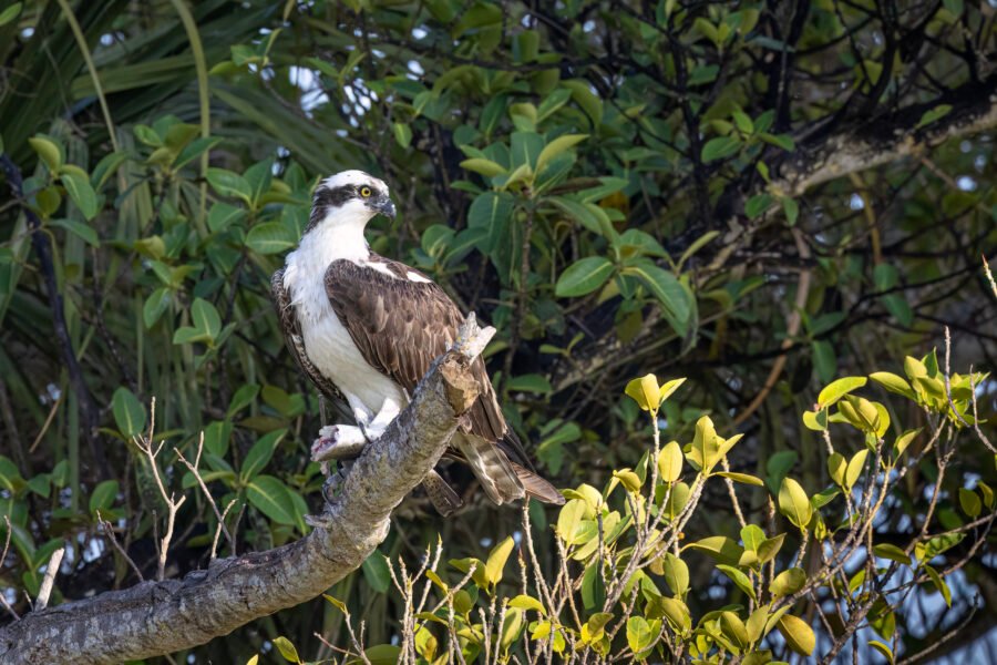 Osprey With Fish On Branch Looking Back