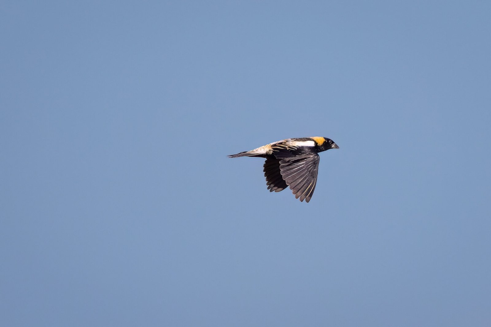 Bobolink Male Flies Past
