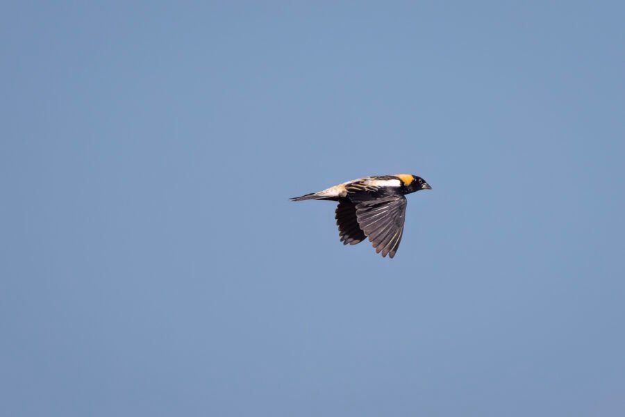 Bobolink Male Flies Past